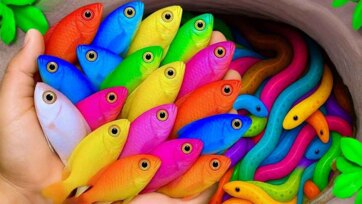 Rainbow Fish Adventure - A Magical World of Colors for Kids