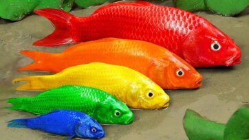Rainbow Fish Adventure - Learning Colors with Funny Swimming Friends