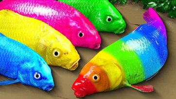 Colorful Fish Parade - Learn the Rainbow Under the Sea