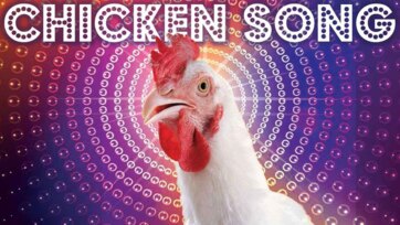 Disco Chickens Dance Party - Fun Farm Animals for Kids